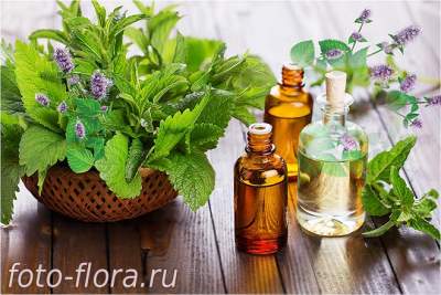 полезные для кровообращения эфирные масла - мята