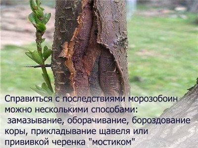 как ухаживать за плодовым деревом весной при повреждениях