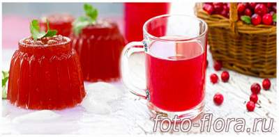 домашний кисель из клюквы фото