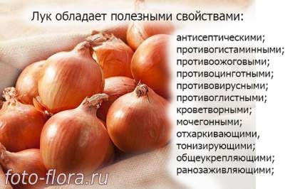 свойства репчатого лука на картинке