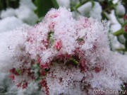 цветы очиток в снегу