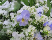 цветы в снегу на День Победы в фото