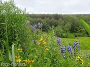 луговые лекартственные травы подмосковья фото