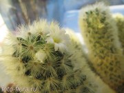 Mammillaria carmenae - пушистый кактус в фото