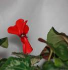 красный цветок цикламена сорта европейский в фото