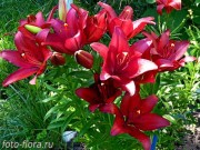 Lilium Black Out foto