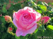 пионовидные розы сорт Девида Остина Кейра