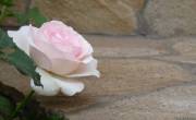 розовая чайногибридная роза в каменном цветнике
