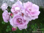 фото цветов сиреневой розы