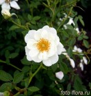 розы французской селекции белые в фото