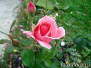 бутоны розовой розы фото