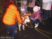 лайки в упряжке на новогоднем фестивале