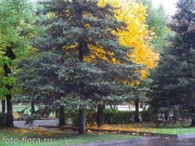 в фото пейзаже аллеи парка осенью в дождь