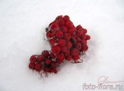 гроздь ягод рябины во льду на снегу в фото