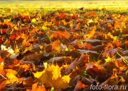 золотой листопад осенних листьев фото