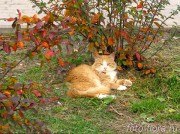 золотая осень и рыжая кошка в фото