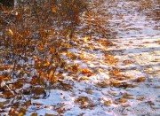 на фото природа в ноябре - кустарники и листья в снегу