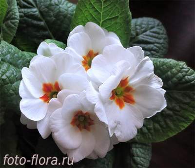 комнатная примула в домашних условия выращенная в горшке