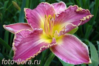 Hemerocallis среднепозднего цветения