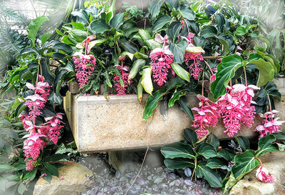 medinilla magnifica foto