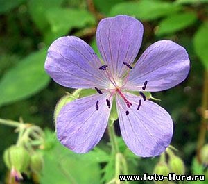 Geranium