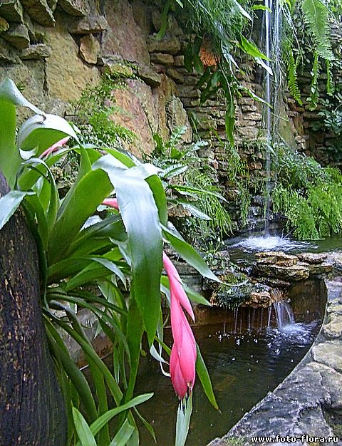 Гусмания Guzmania