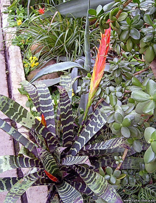 цветы эхмея спайночашелистиковая (A. gamosepala) в фото
