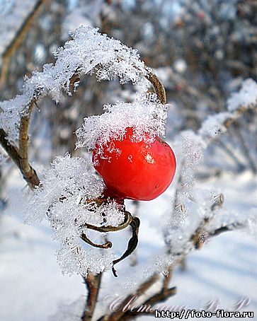 плоды шиповника для заготовок