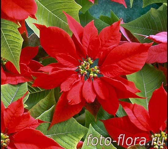 пуансеттия - прекраснейший молочай - Poinsettia pulcherrima в фото