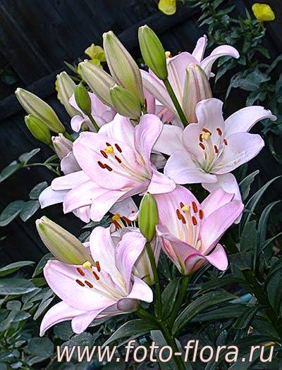 sortovye lilii photo
