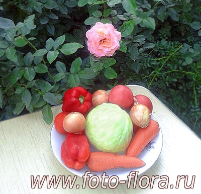 набор овощей для приготовления зимнего салата из перцев с овощами фото